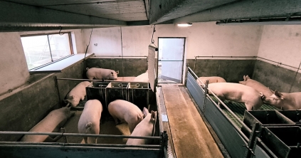 Nő a sertések iránti kereslet